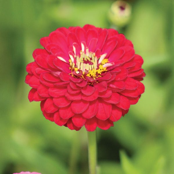 Zinnia Benary s Giant Deep Red Seed Hot on Sale