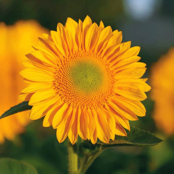 Sunflower ProCut Gold Lite DMR F1 Seed Online now - Image 2