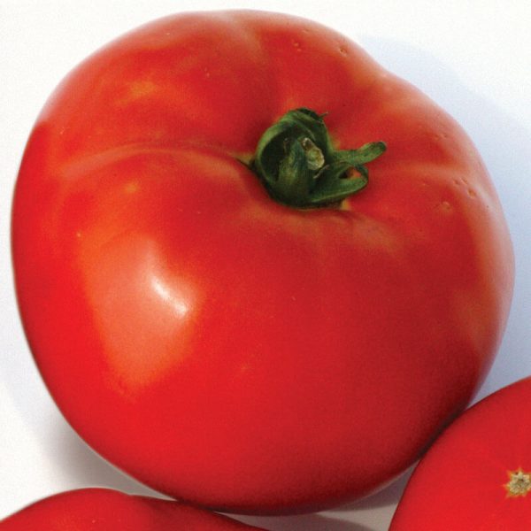 Tomato Red Defender F1 Seed Supply - Image 3