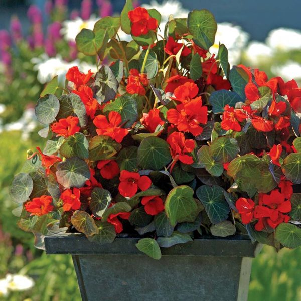 Nasturtium Princess of India Seed Sale
