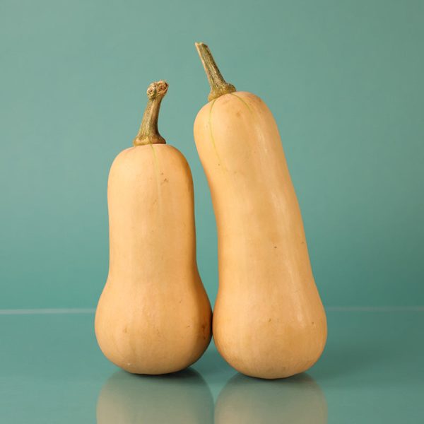 Squash Avalon F1 Seed Online Sale