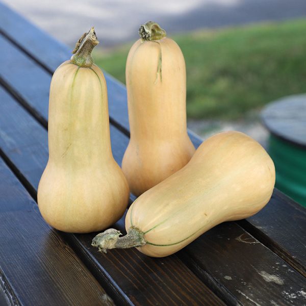Squash Hamilton Organic Seed Sale - Image 4