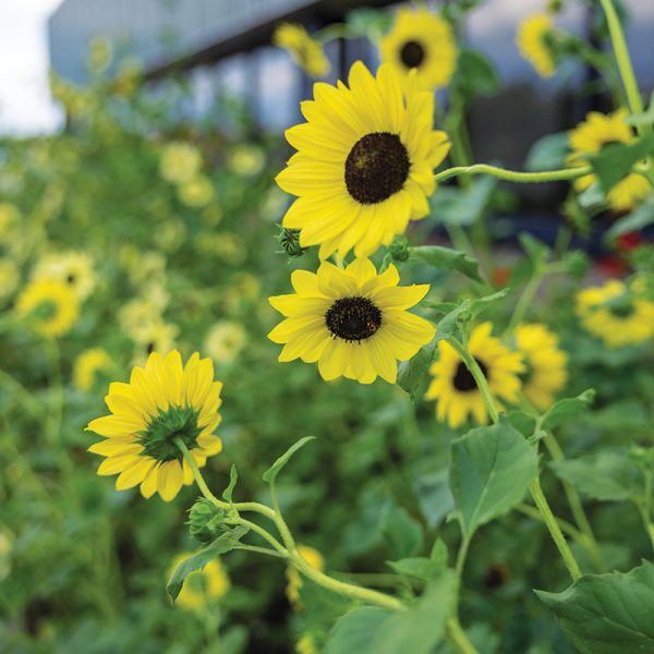 Sunflower Soluna Mix Seed Hot on Sale - Image 5