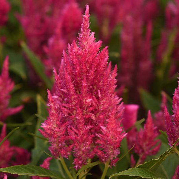 Celosia Sunday Bright Pink Seed Sale