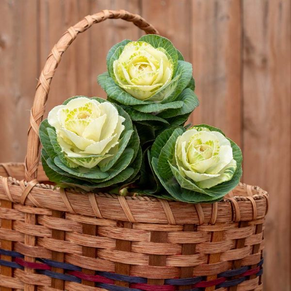 Ornamental Kale Lucir White F1 Seed Sale - Image 4