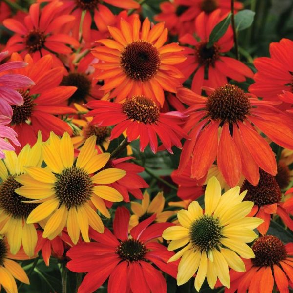 Echinacea Cheyenne Spirit Mix Seed Supply