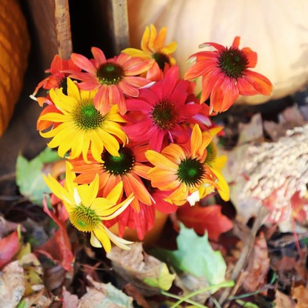 Echinacea Cheyenne Spirit Mix Seed Supply - Image 3