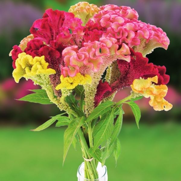 Celosia Supercrest Mix Organic Seed on Sale