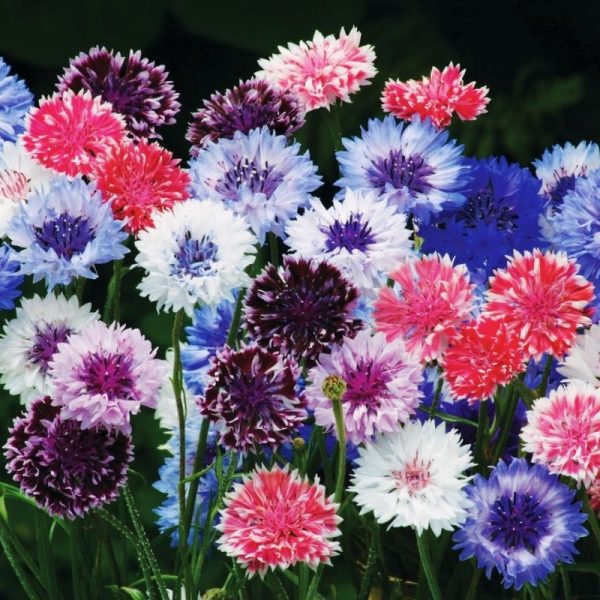 Centaurea Classic Artist Mix Seed Cheap - Image 2
