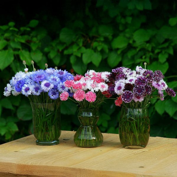 Centaurea Classic Artist Mix Seed Cheap