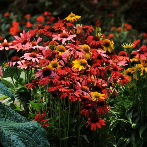 Echinacea Cheyenne Spirit Mix Seed Supply - Image 5