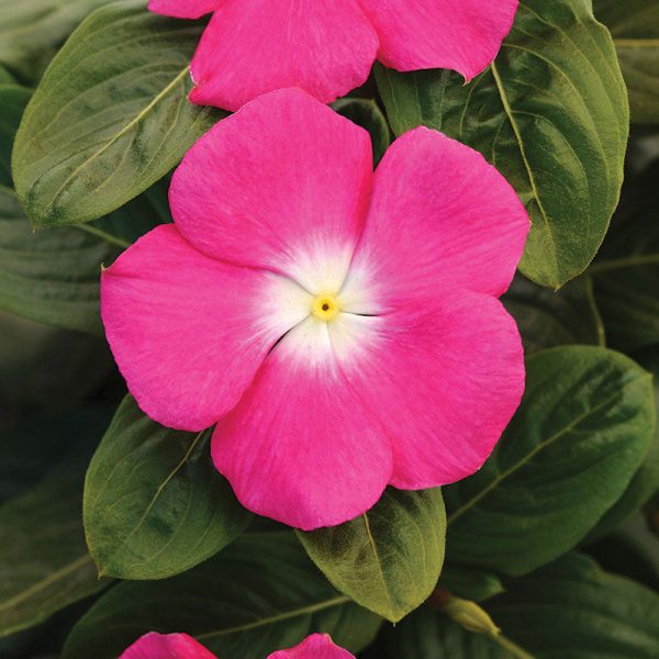 Vinca Titan Rose Halo F1 Seed Fashion - Image 2