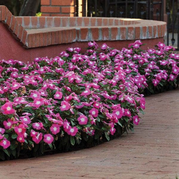 Vinca Titan Rose Halo F1 Seed Fashion